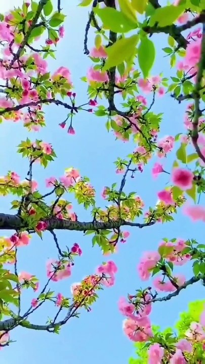 Nature Beauty ❤️