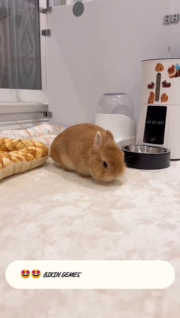 Rabbit cute  #animals #pets #cute #funny