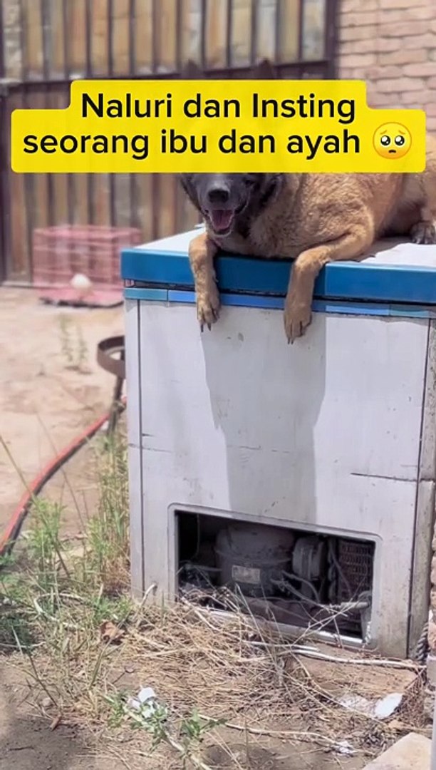 ⁣Smart dog  #animals #pets #cute #funny