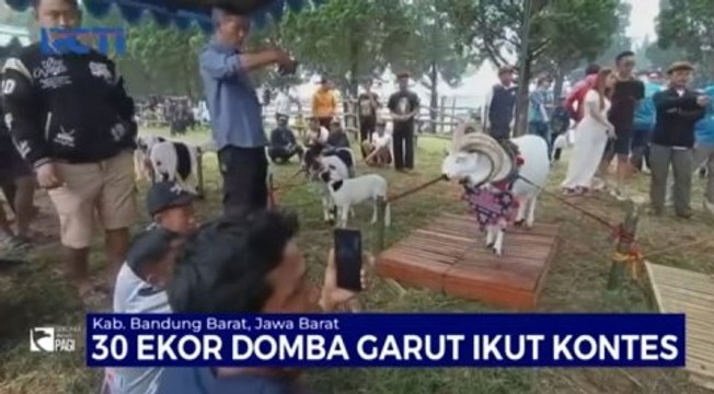 30 Ekor Domba Garut Ikuti Kontes Ternak di Bandung Barat