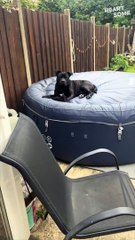 Sock Stealing Pup's Unbreakable Bond!