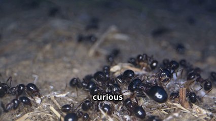 "Super  Insomniacs" - Why Ants Never Sleep - The Secret Life of Ants !