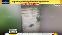 മലപ്പുറം നിലന്പൂർ പാലങ്കര പാലത്തിന് താഴെ പുഴയിൽ ഒഴുക്കിൽപെട്ട കാട്ടാന കരകയറി