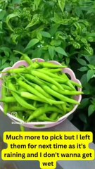 Green chilli harvest at home