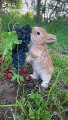 Cute rabbit eating black grapes