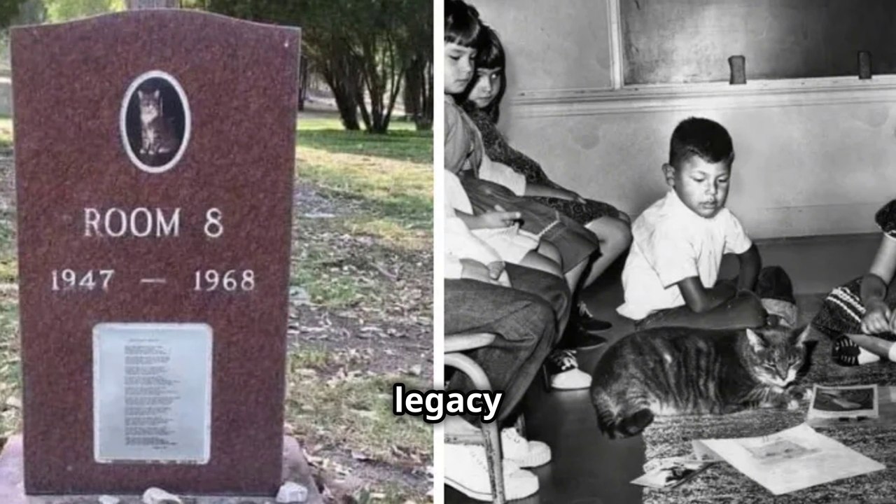 "The Cat That Adopted A School"  - The Heartwarming Story of Room 8