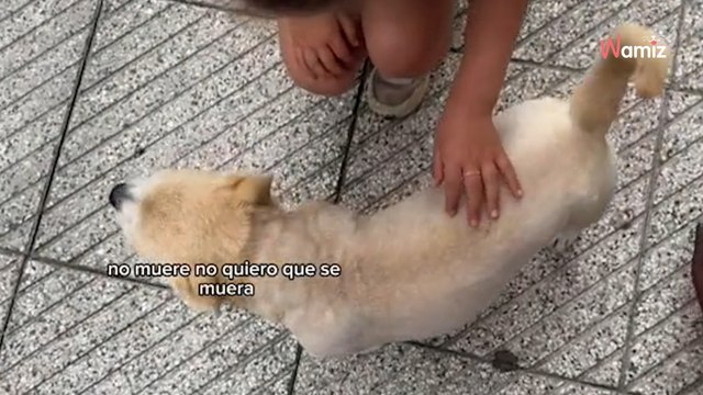 Vio unas manchas rojas en el perro y piensa que se va a morir