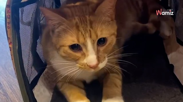 Ce chat voit tous ses frères et soeurs se faire adopter, mais pas lui : il invente une technique pour attirer l'attention