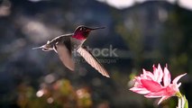 Male hummingbird hovering in bright backlighting sunlight, slow motion, zoom in and zoom out