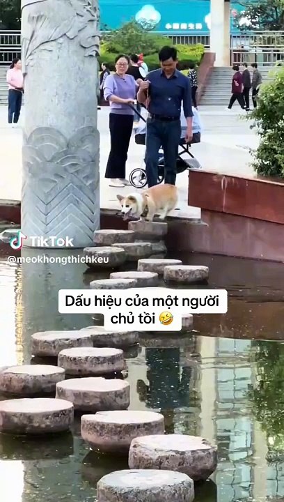 Dog go in water ,,