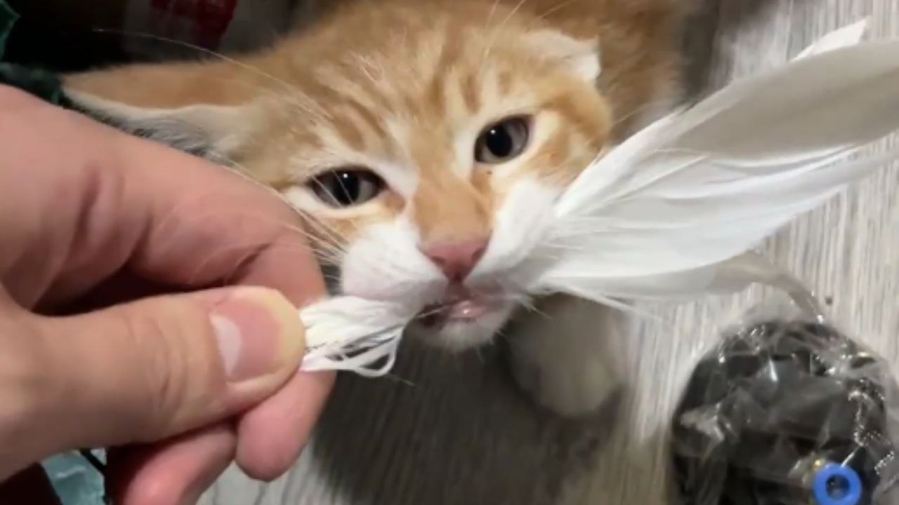 Former stray cat plays with cat teaser stick fo...