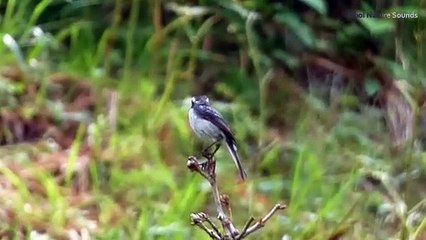 White bellied bushchat Song