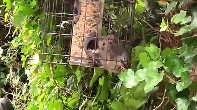 Rats taking over bird feeders in a resident's garden in St Leonards, East Sussex