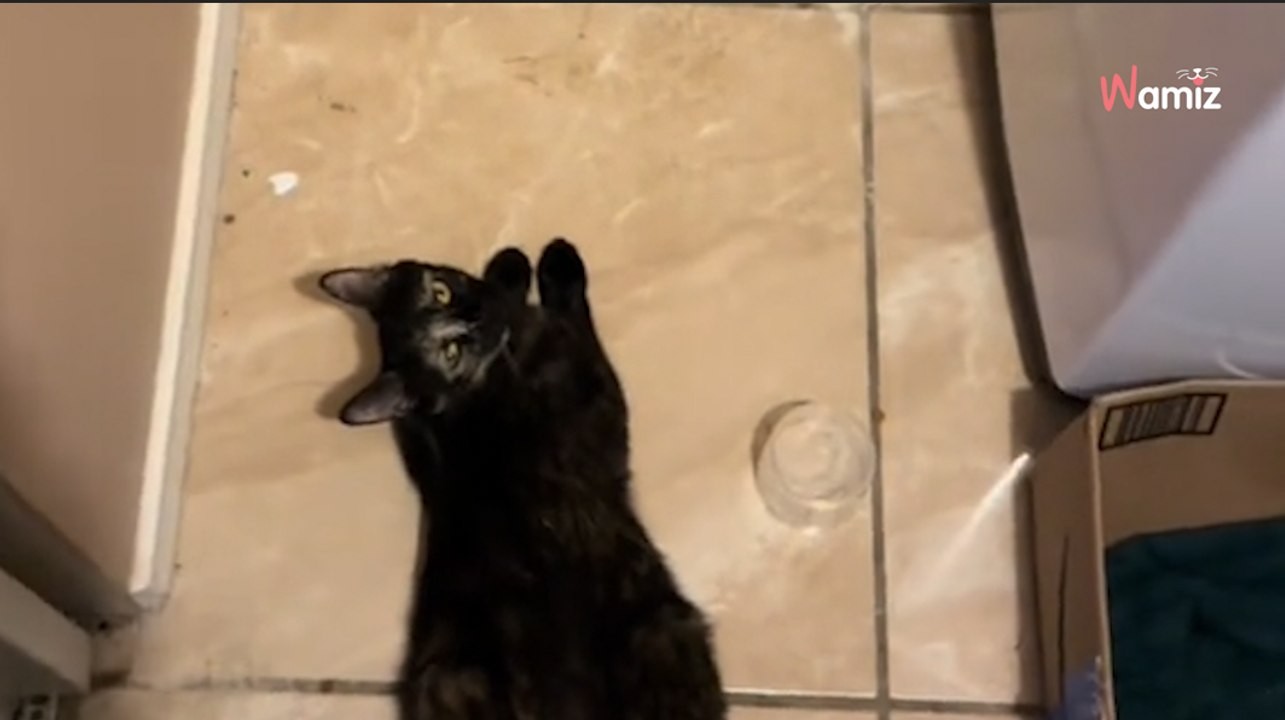 Owner goes searching for kittens and finds them in the most unexpected place