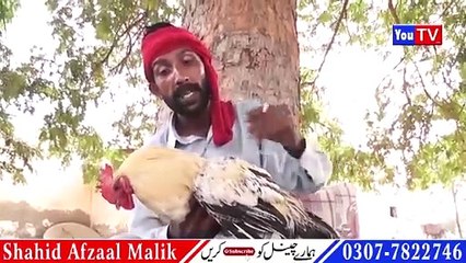 Funny Video Chawani Athaani kukar Baaz Punjabi Funny#ComedyFunnyYouTvHD