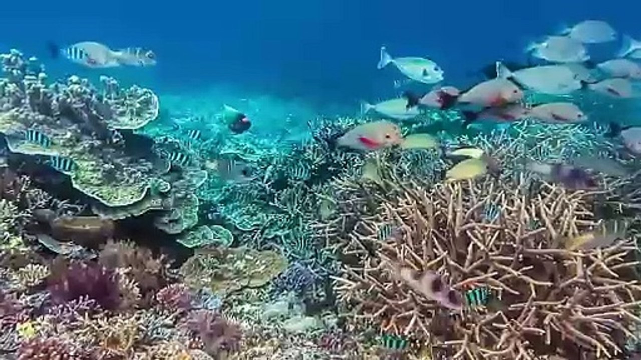 Der 30. Juli ist Weltschnorcheltag