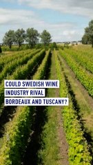 Could Swedish wine industry rival Bordeaux and Tuscany?