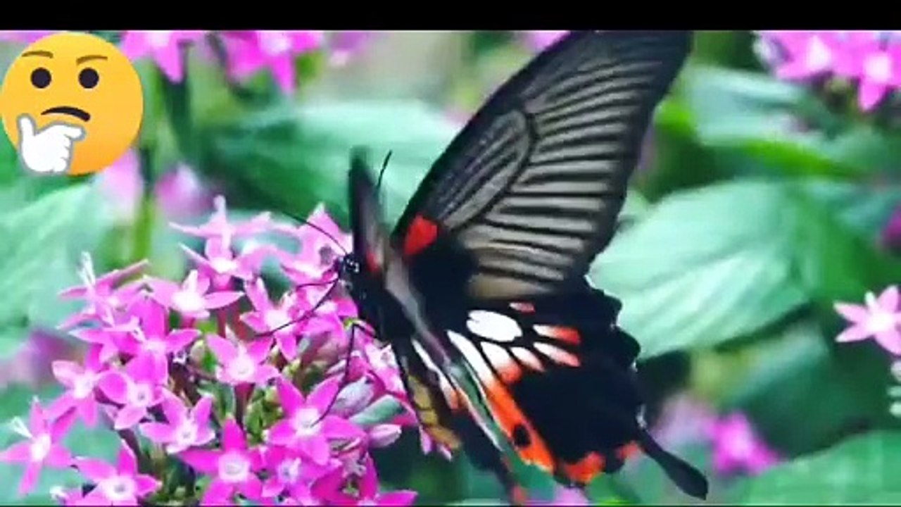 Most invisible animals in the world