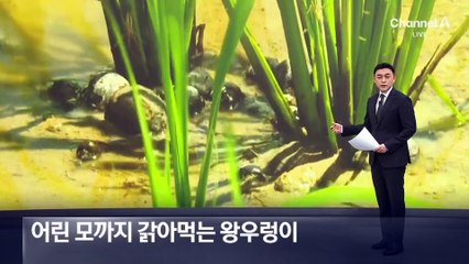 어린 모까지 갉아먹는 ‘천덕꾸러기’ 왕우렁이