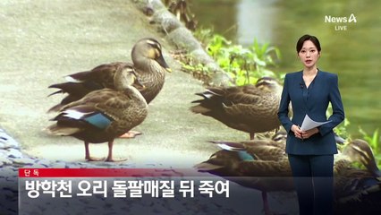 [단독]방학천 오리 학대 사건…돌팔매질 뒤 죽여