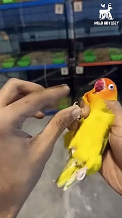 Egg binding Treatment - #reels #birds #lovebirdsvlogs #lovebirds #bird #shorts #reels #video