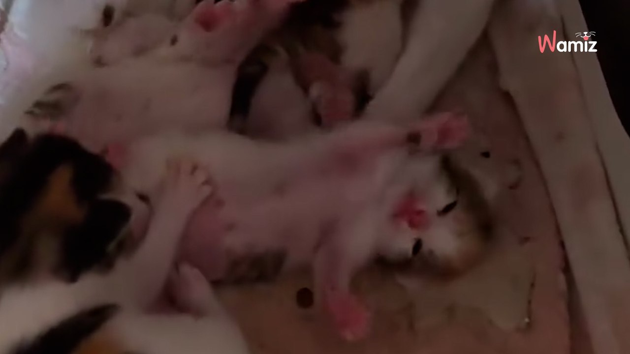 Bruits étranges dans la chambre d'amis : ils n'étaient pas prêts pour cette « surprise » sur le lit (vidéo)