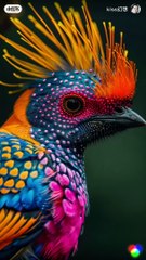 World beautiful Bird's 2024