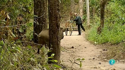 Rinocerontes, la Maldición del Cuerno Mágico