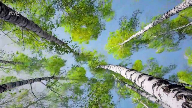 La Importancia de los Árboles: Nuestros Guardianes en la Lucha Contra el Cambio Climático