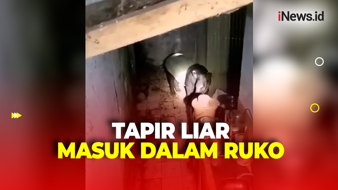 Warga Kepahiang Heboh Tapir Liar Masuk dalam Ruko