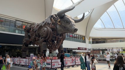 Ozzy the Bull celebrates first anniversary at Birmingham New Street