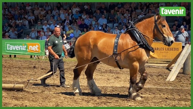 Le concours de traction chevaline a clôturé la 88e Foire de Libramont