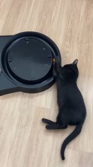 Cat Enjoys Playing With Ball in Toy