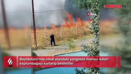 Beylikdüzü'nde yangın! Alevlerin arasındaki kaplumbağayı kurtarıp beslediler