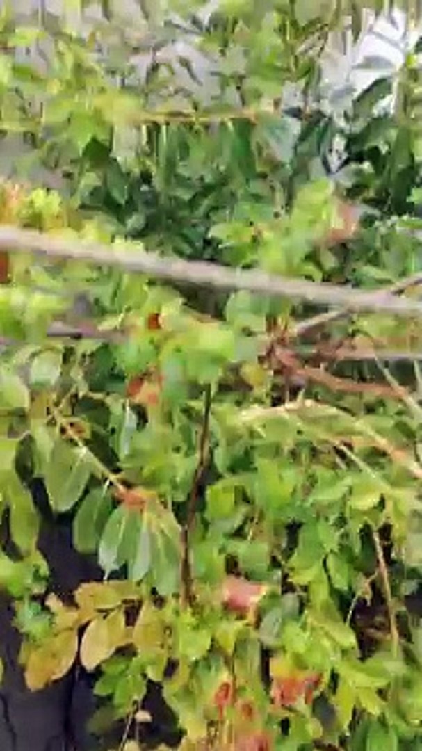 All Natural Videos.