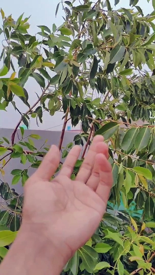 All Natural Videos.
