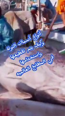 Tuna How to use it in Japanese cuisine