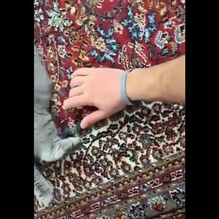 i migliori video di animali