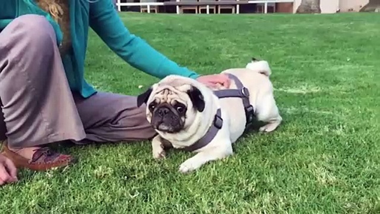 Why These Red Wolves Are Key To Saving Their Species From Extinction