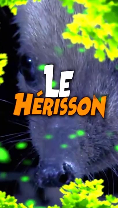 Le Hérisson