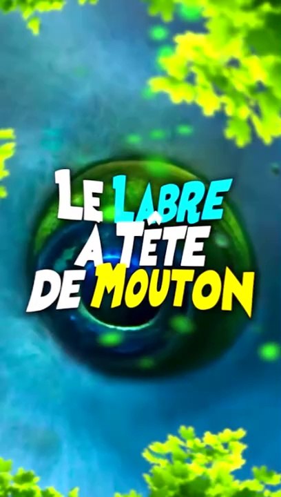Le Labre à Tête de Mouton-1