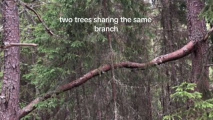 Man discovers two trees connected by one branch during a summer adventure