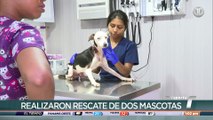 Rescatan a un perrito víctima de maltrato en Tocumen