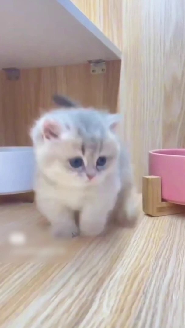 So cute kitty  | cat | cute cat | cute animals