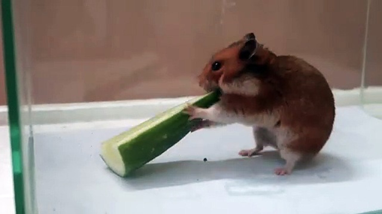 Hamster vs Dưa Leo