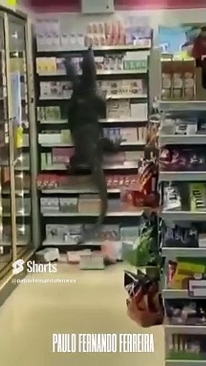 Lizard