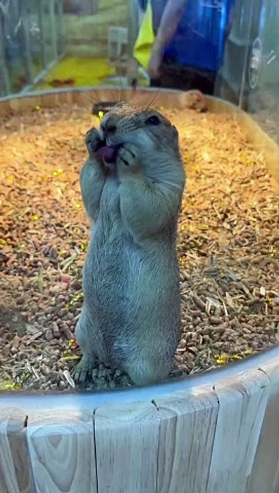 Funny Pets