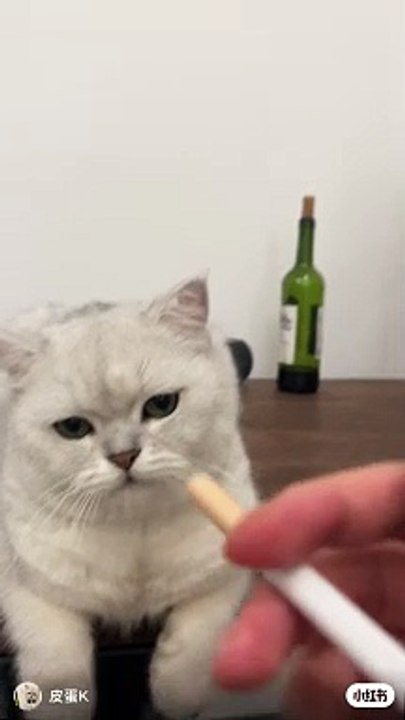 cat smoking chill seen