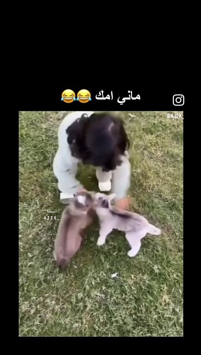 e4e82d81c3dd4a77b6b9dfddfe4c244c