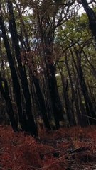 Beelu National Park Walk